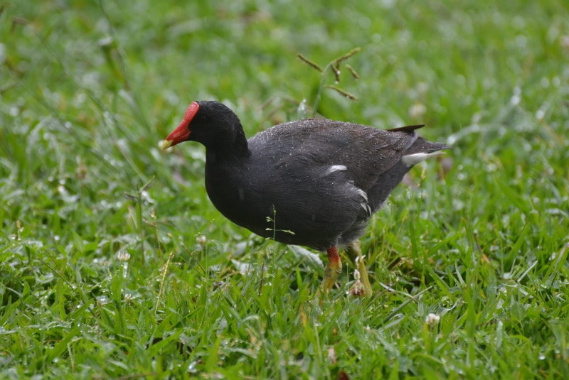 Hawaiian Gallinule foraging in the grass