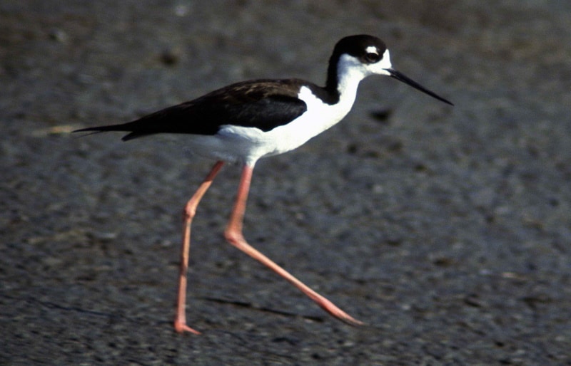 Hawaiian Stilt walking around