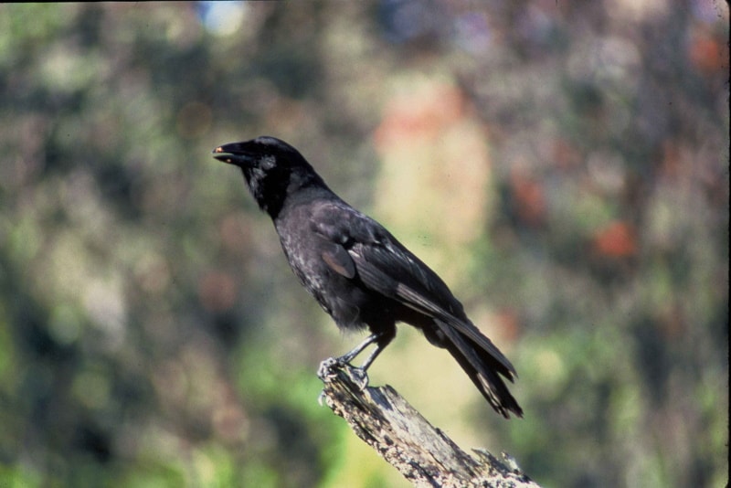 Hawaiian crow perched on a dead tree branch