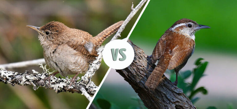 House Wren vs. Carolina Wren: How to Tell the Difference - Optics Mag