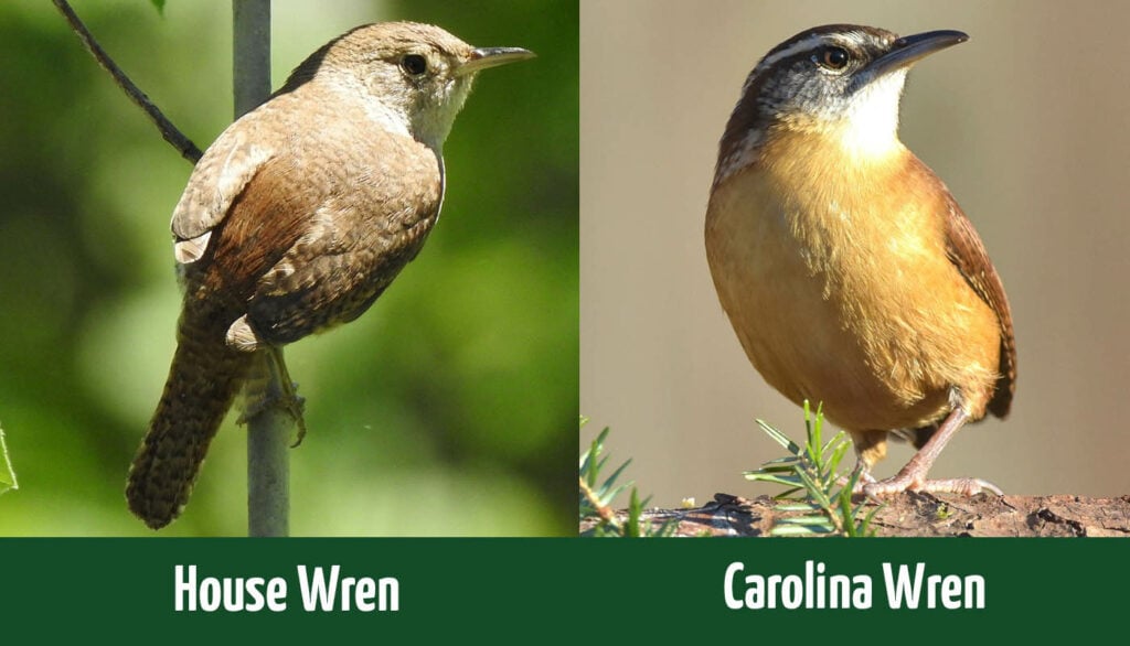 House Wren vs Carolina Wren side by side