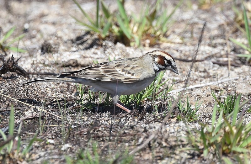 Lark Sparrow