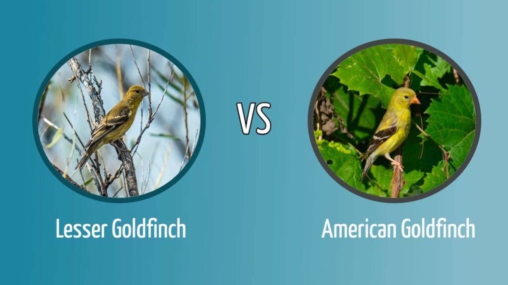 Lesser Goldfinch vs. American Goldfinch