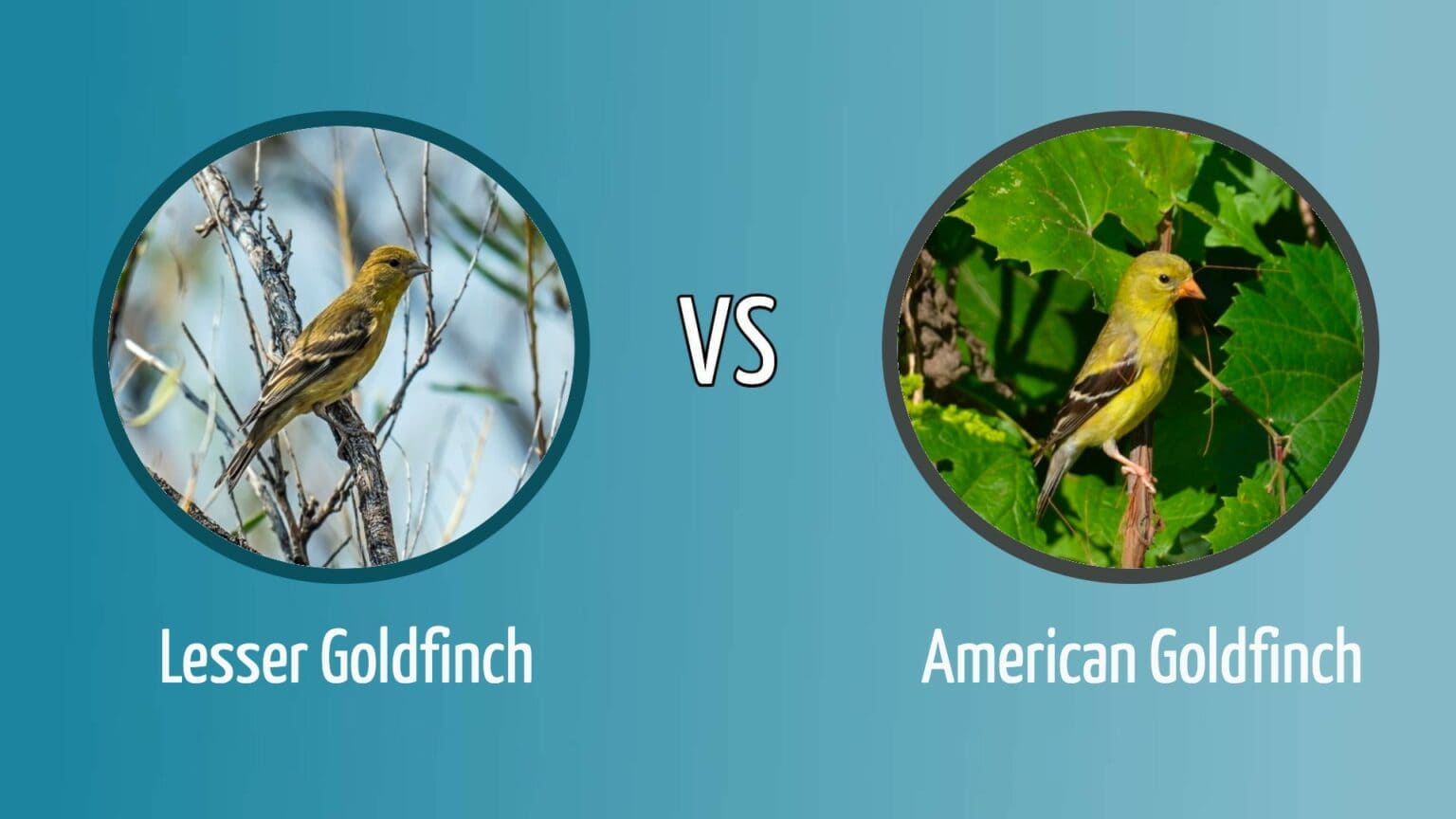 Lesser Goldfinch vs. American Goldfinch: How to Tell the Difference