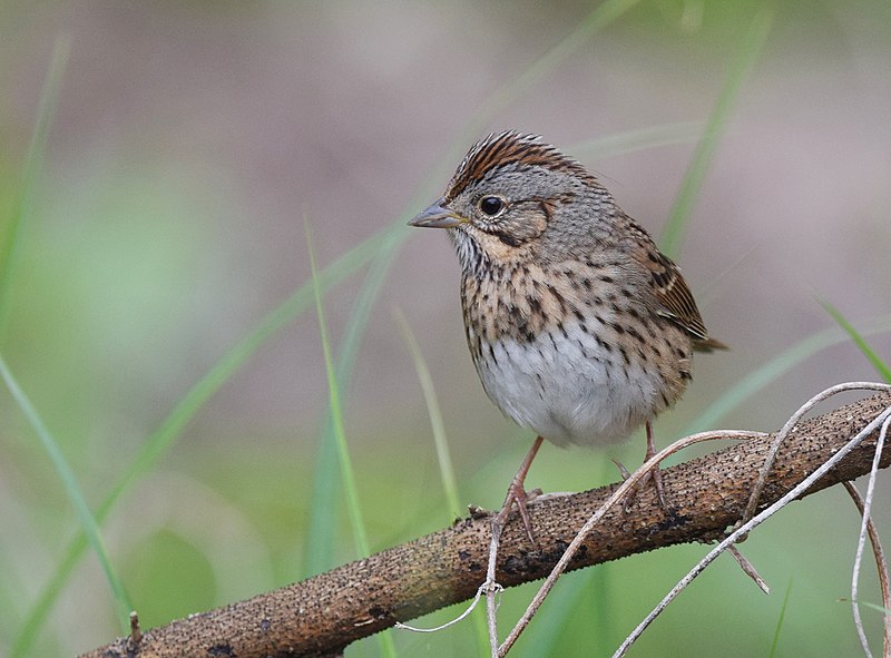 Lincoln's Sparrow