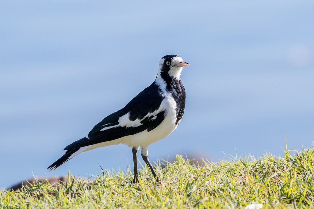 Magpie-Lark