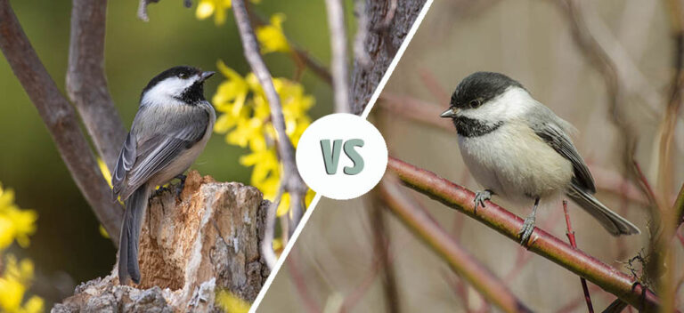 Male vs. Female Black-Capped Chickadees: How to Tell the Difference ...