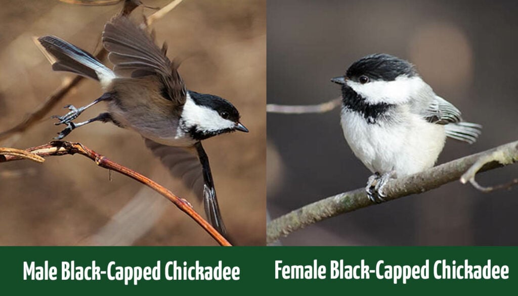 Male vs. Female Black-Capped Chickadees: How to Tell the Difference ...