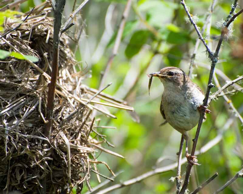 Marsh Wren building a nest