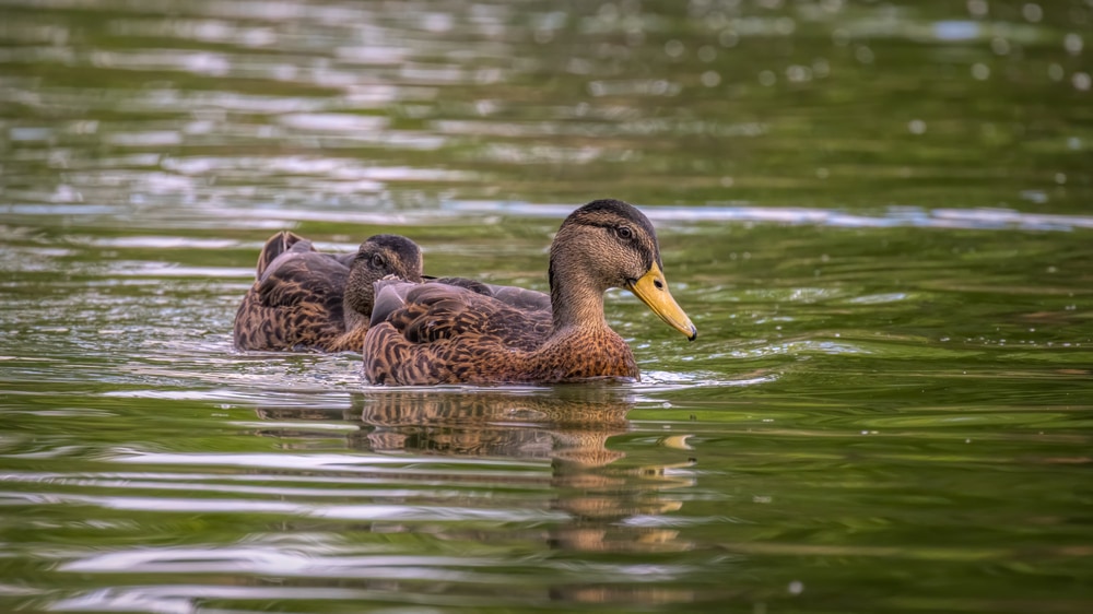 Mexican,Ducks,Swimming,Across,The,Pond