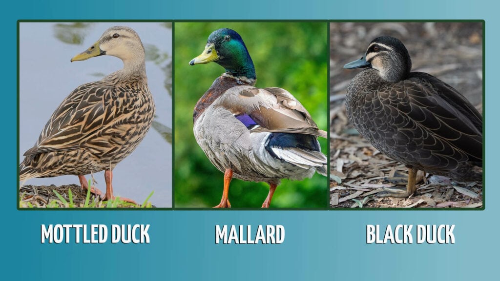 Mottled Duck vs Mallard vs Black Duck