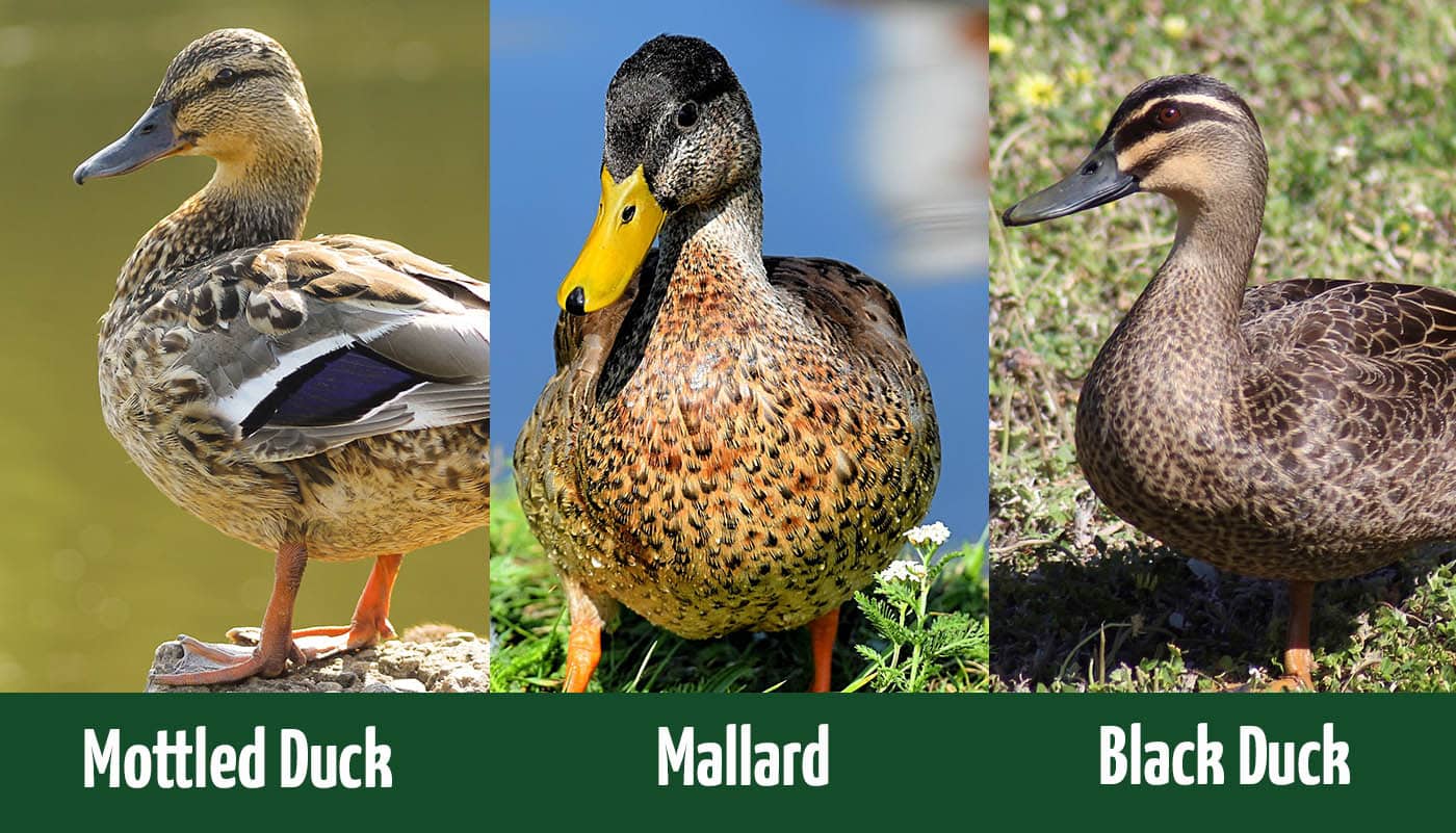 Mottled Duck Vs Mallard Vs Black Duck What S The Difference   Mottled Duck Vs Mallard Vs Black Duck Side By Side 