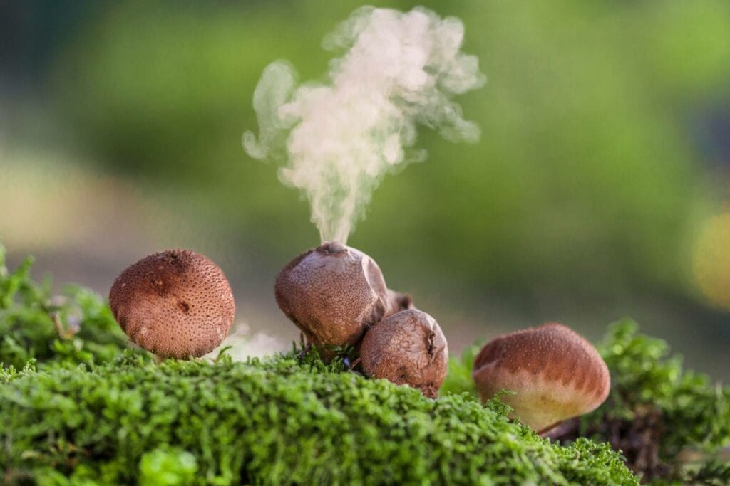 Mushroom Spores