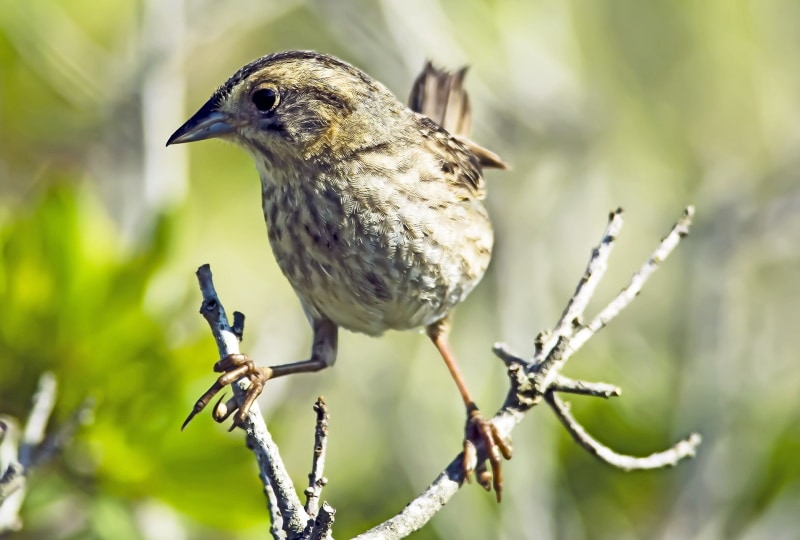 Nelsons Sparrow