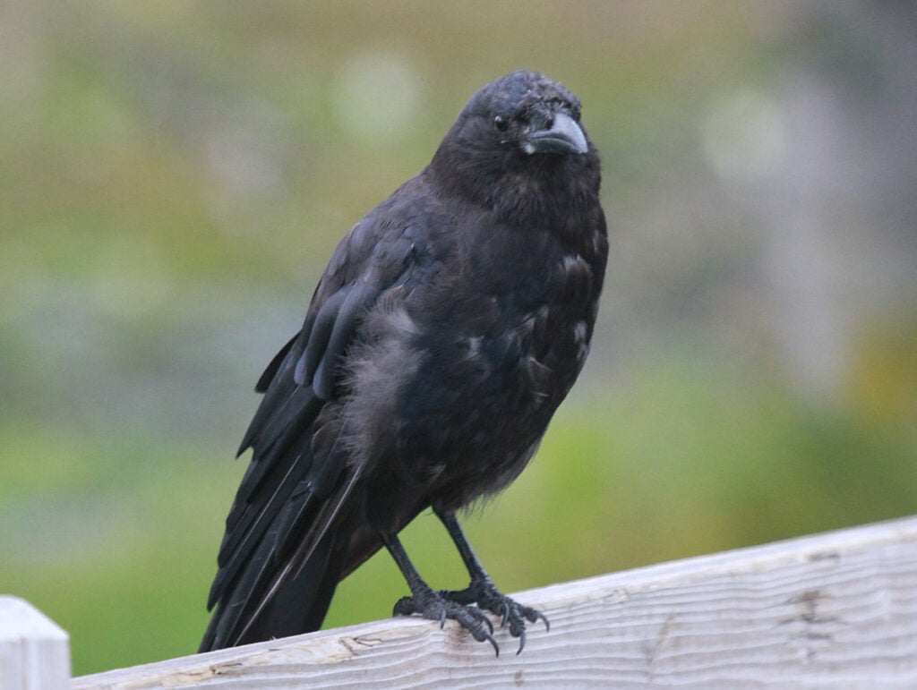 Northwestern Crow RWD2