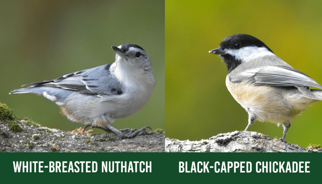 Nuthatch vs Chickadee How to Tell the Difference (With Pictures
