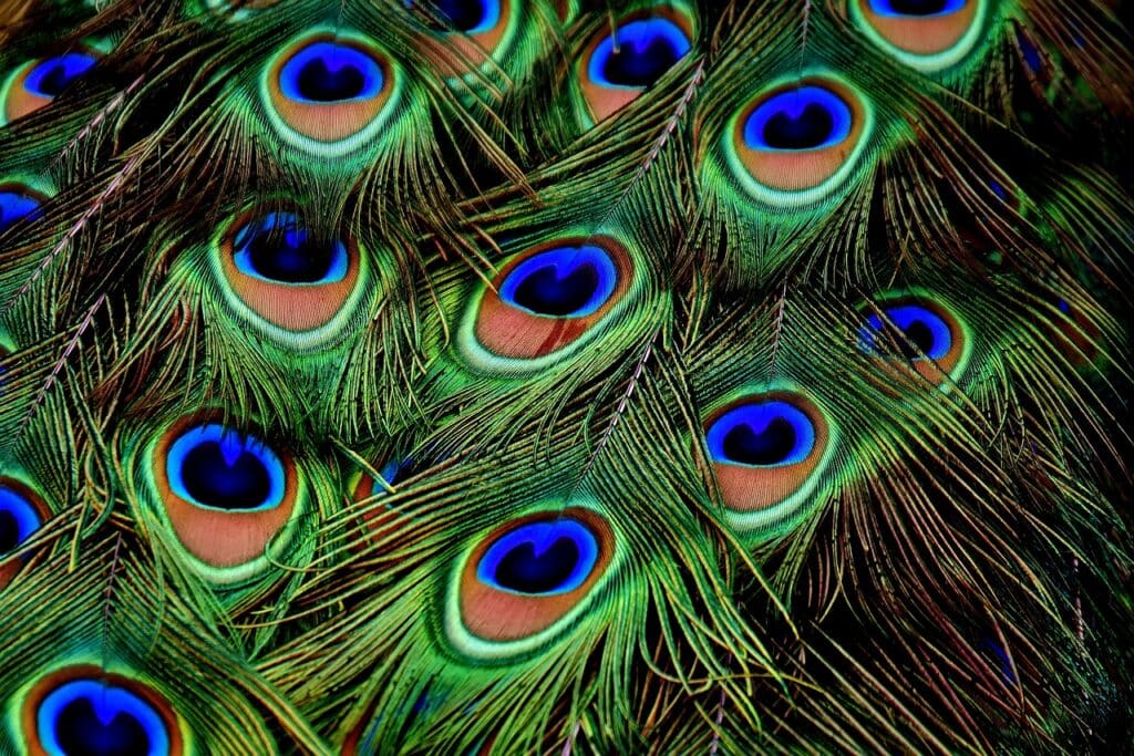 Peacock Feather