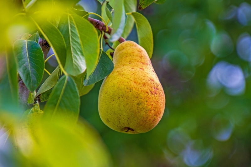 Pear fruit on the tree