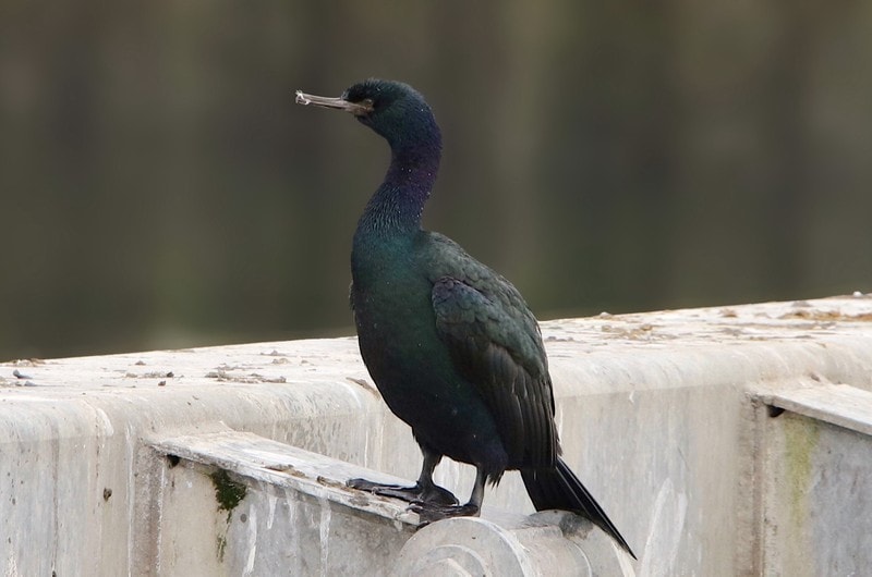 Pelagic Cormorant standing on concrete