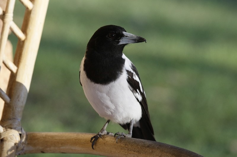 Pied Butcherbird