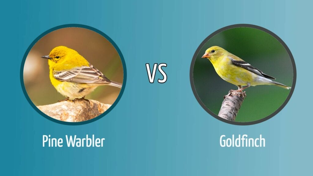 Pine Warbler vs. Goldfinch