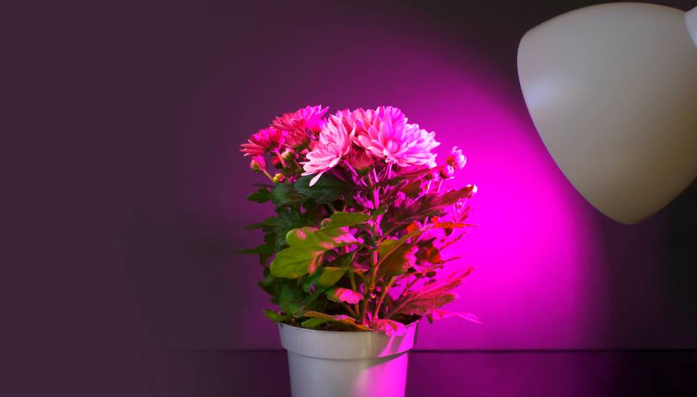 Plants Ultraviolet Light