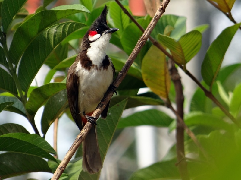 Red-whiskered Bulbul on a tree