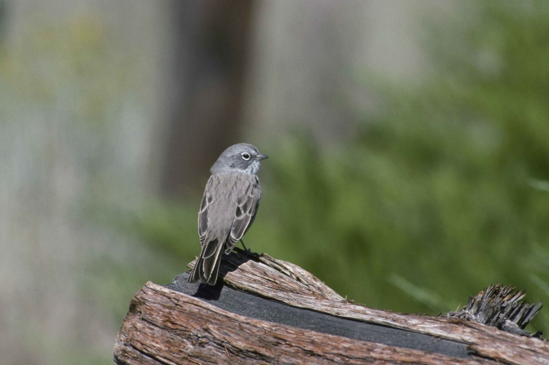 Sagebrush Sparrow sitting on a dead tree