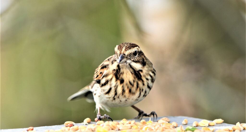 Savannah Sparrow