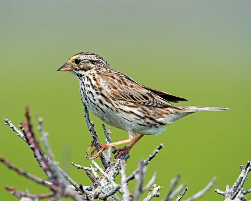 Savannah Sparrow