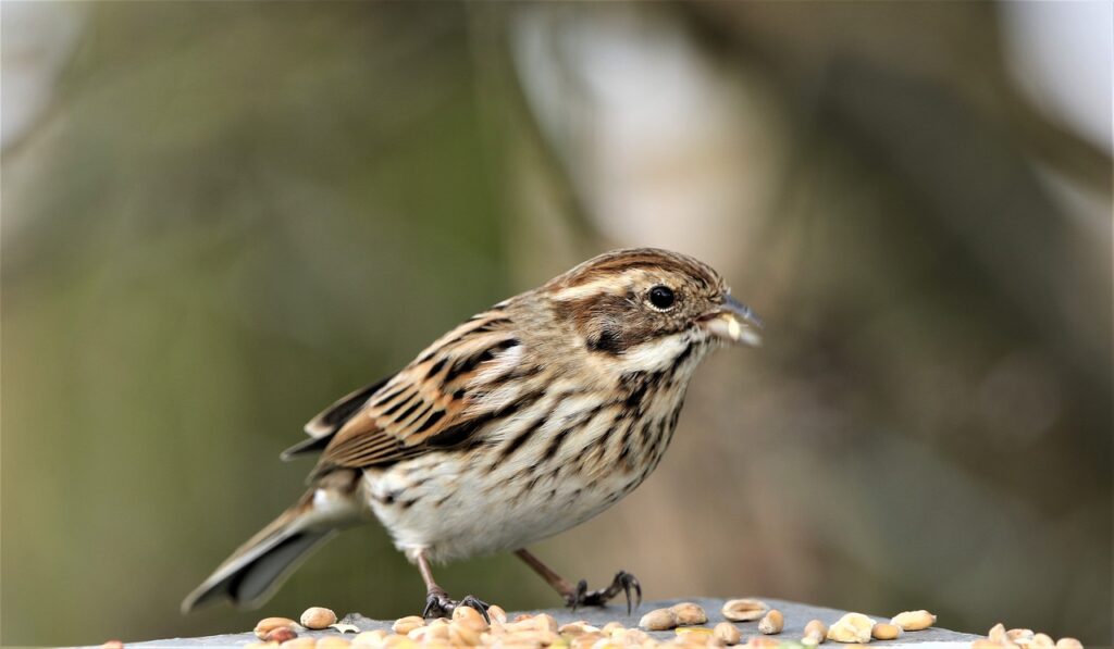Savannah Sparrow