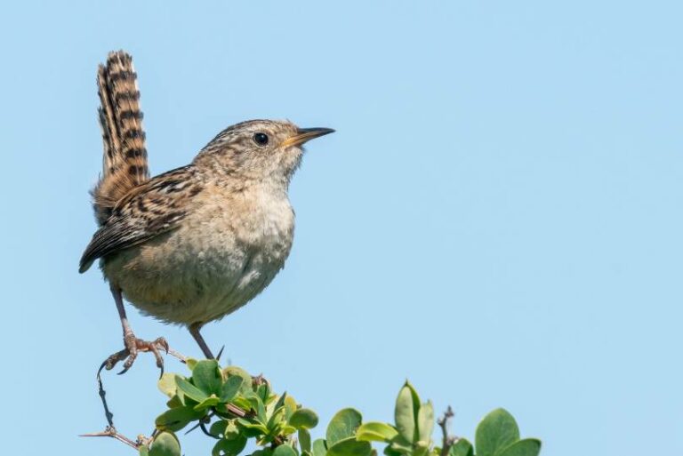 9 Types of Wrens in California (With Pictures) Optics Mag