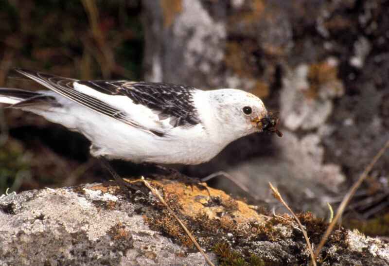 Snow bunting on a rock