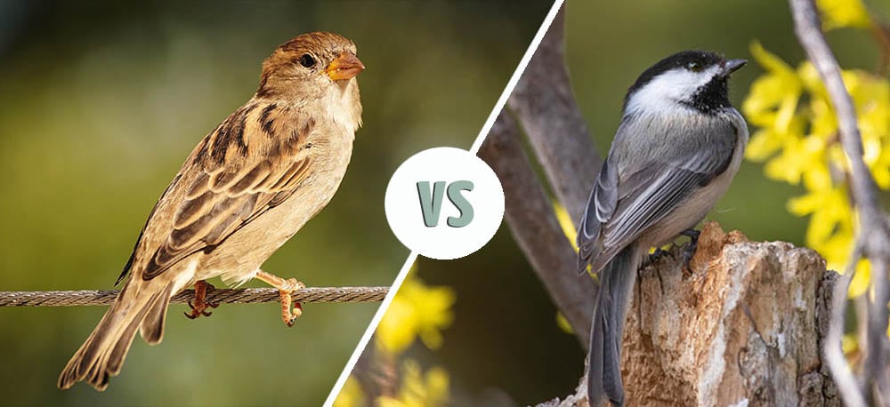 Sparrow vs Chickadee