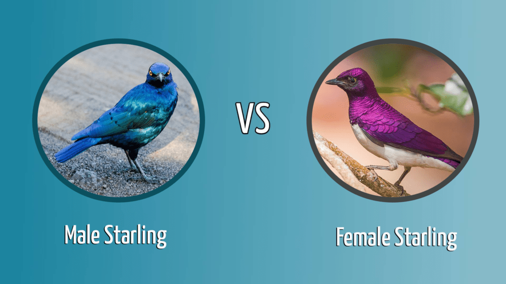 Starling Male vs. Female Starling