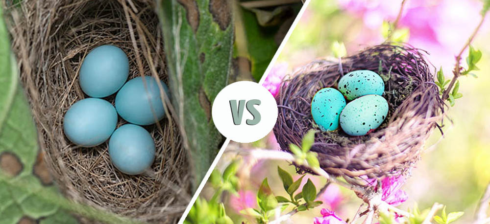 Starling eggs vs Robin eggs