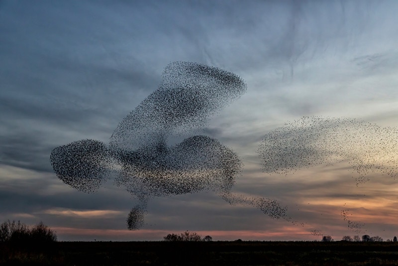 Why Do Starlings Swarm? Starling Murmurations Explained! Optics Mag