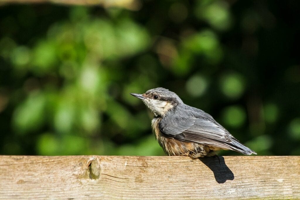 Treecreeper