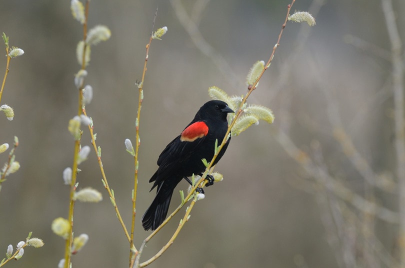 Tri-colored Blackbird