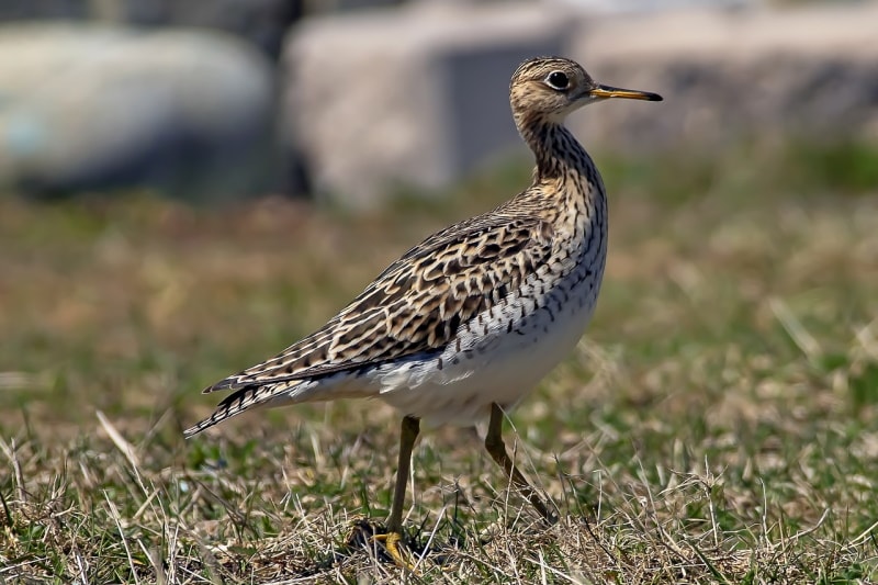 Upland Sandpiper foraging in the grass
