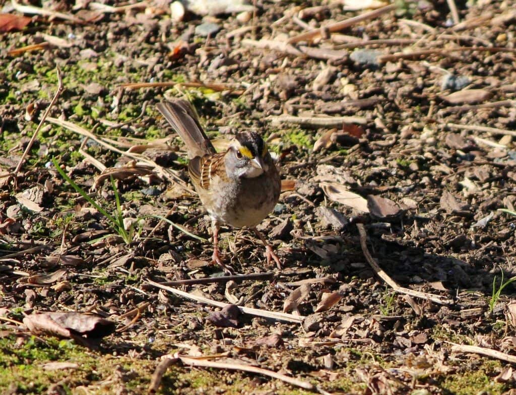 White Throated Sparrow