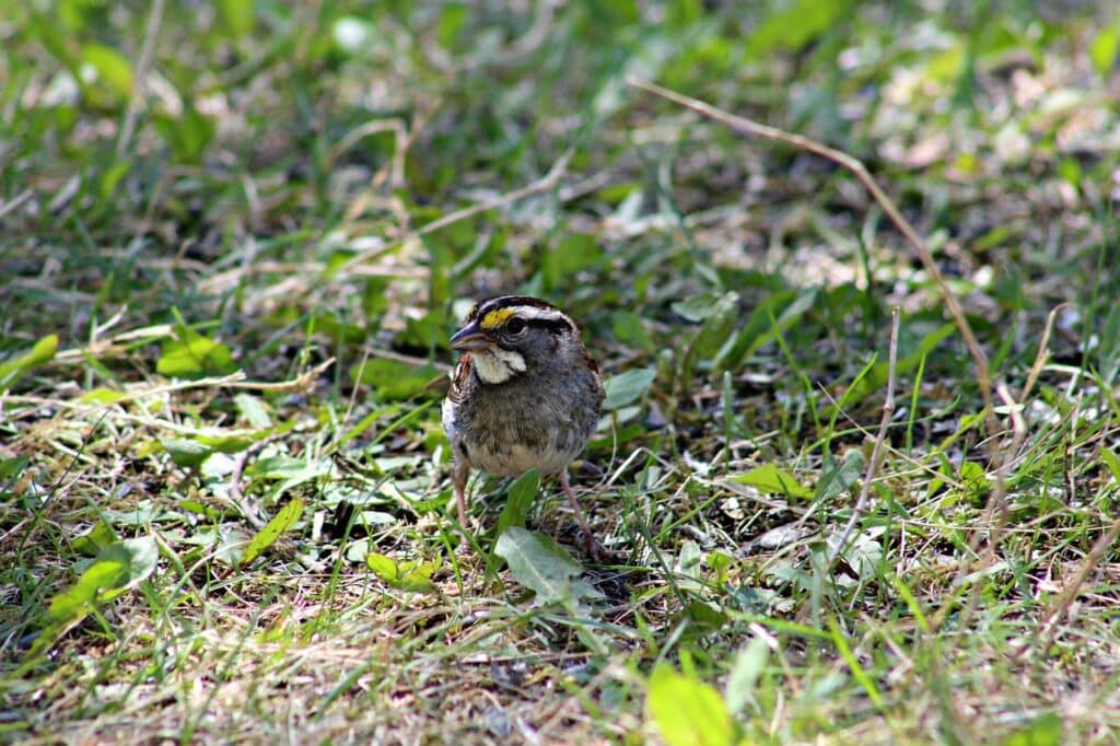 White Throated Sparrow