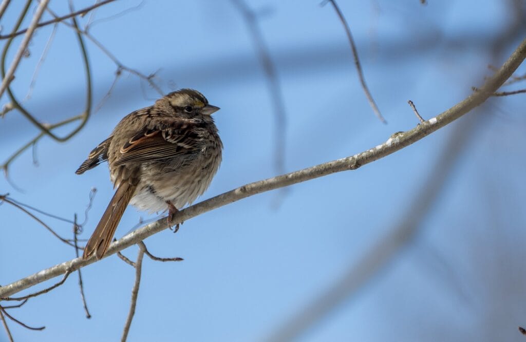 White Throated Sparrow
