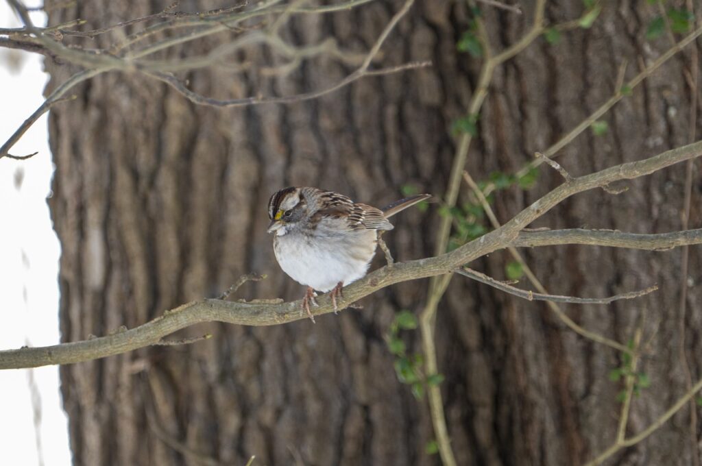 White Throated Sparrow