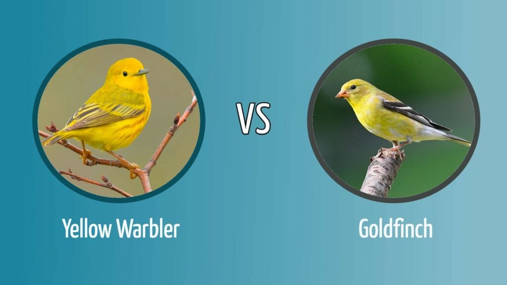 Yellow Warbler vs. Goldfinch Featued Image