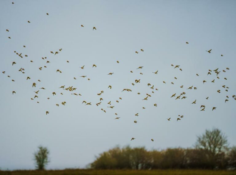 Do Goldfinches Migrate? Seasons & Patterns - Optics Mag