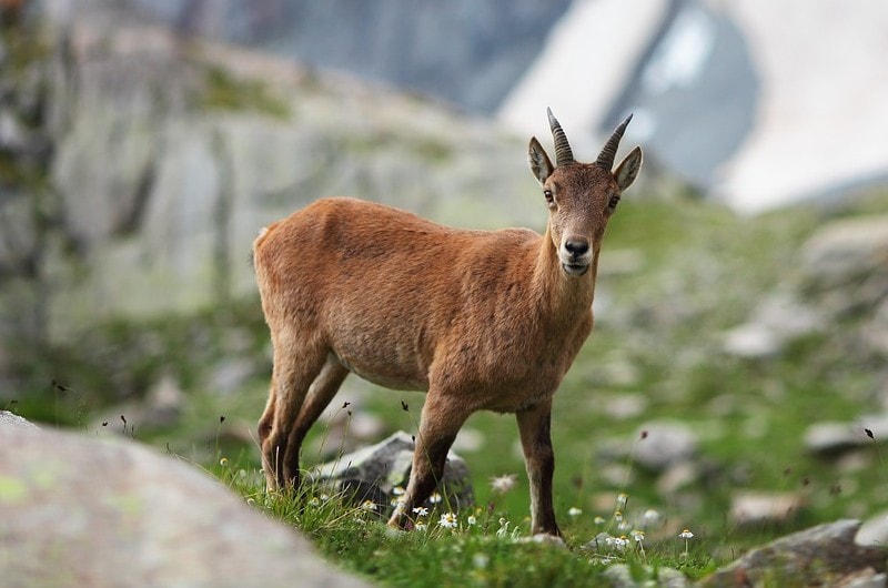 What Can You Hunt in Montana? 9 Common Game Species Optics Mag