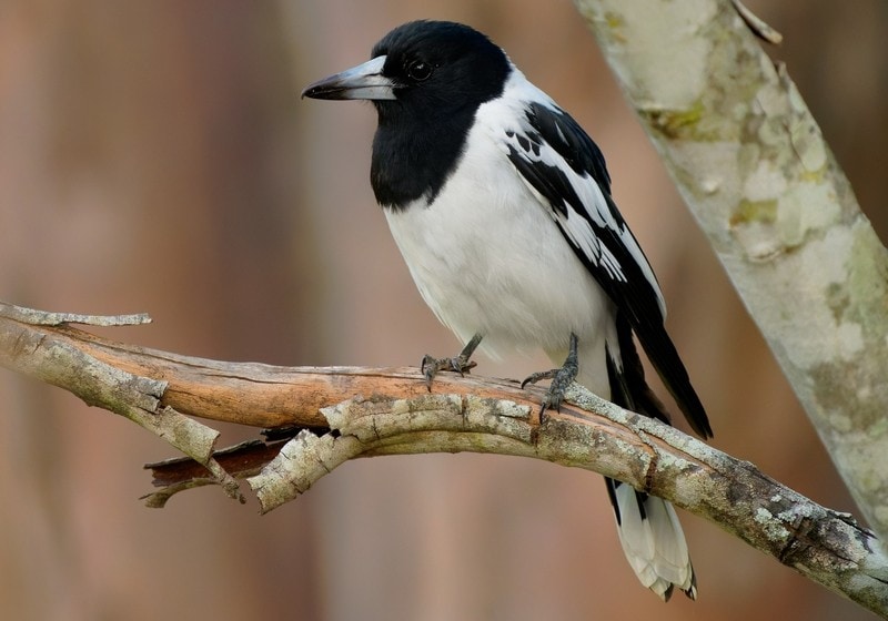 a pied butcherbird perched on a tree
