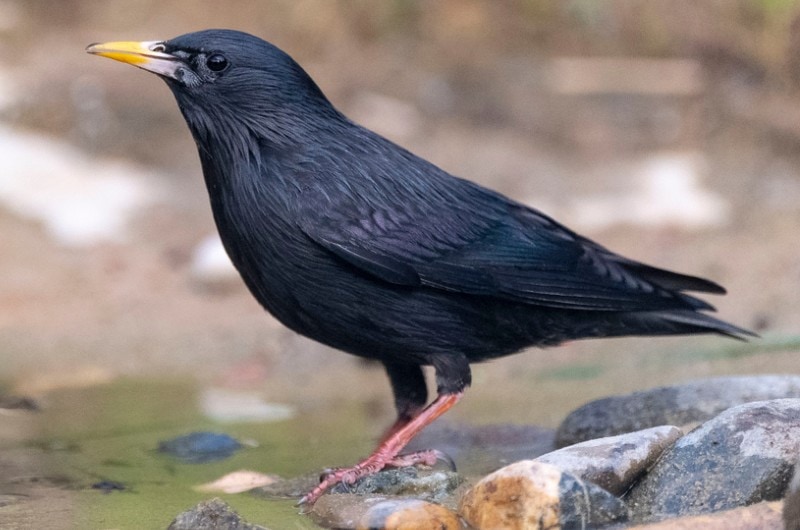 a spotless starling bird on a nearby lake
