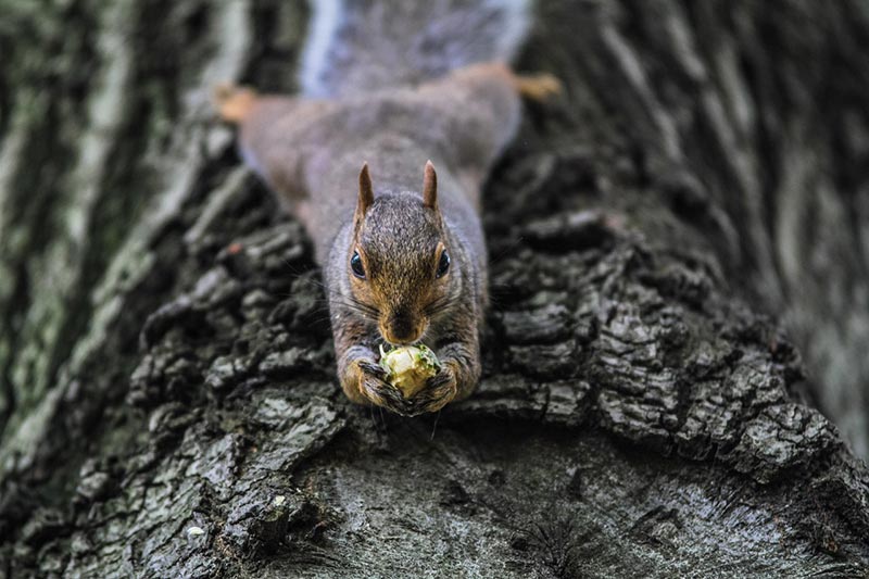 a squirrel eating